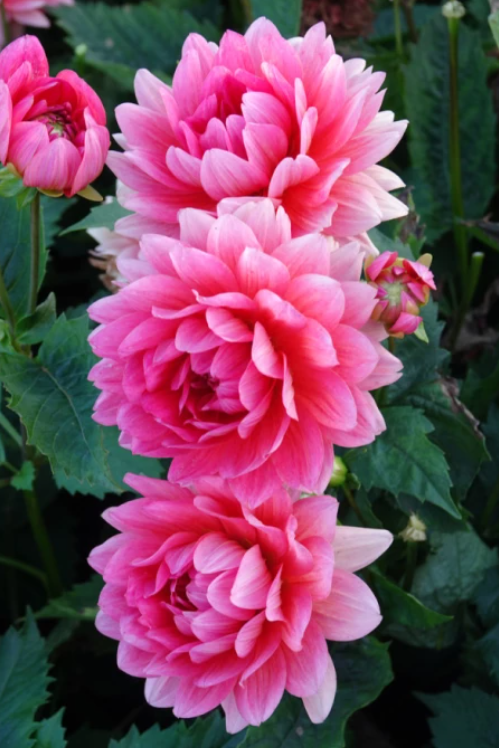 Dahlie Berliner Kleene