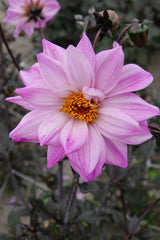 Dahlie Bishop of Leicester