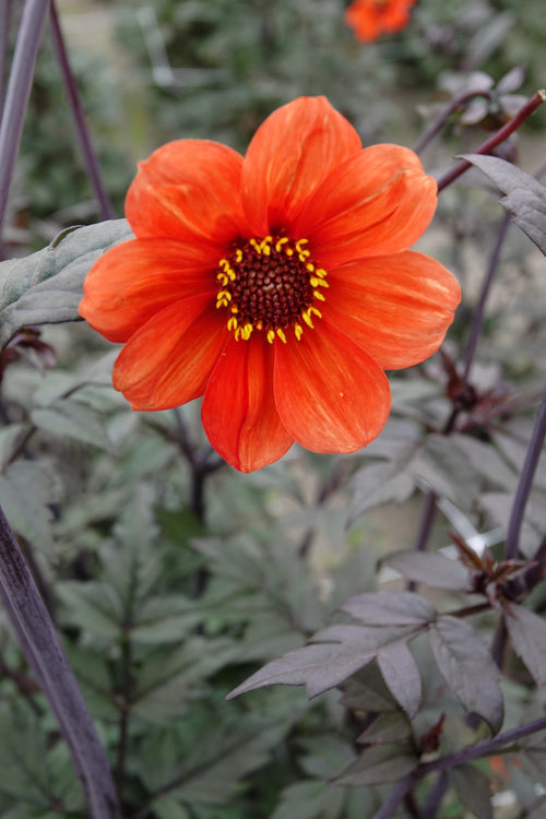Dahlia Bischop aus Oxford