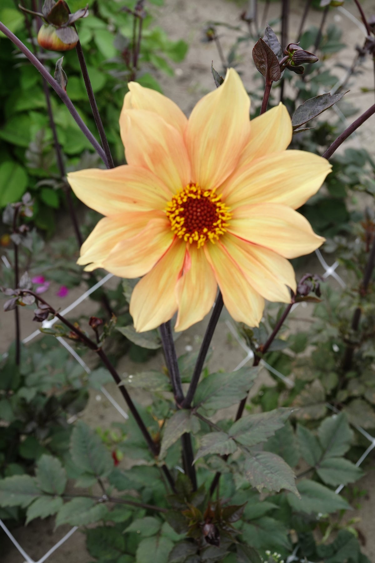 Dahlia Bishop von York