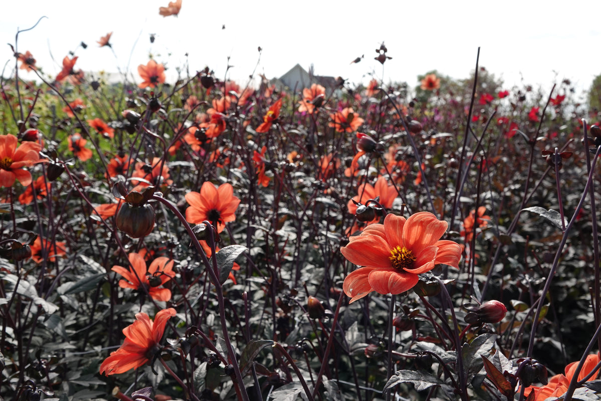 Dahlia Bischop aus Oxford
