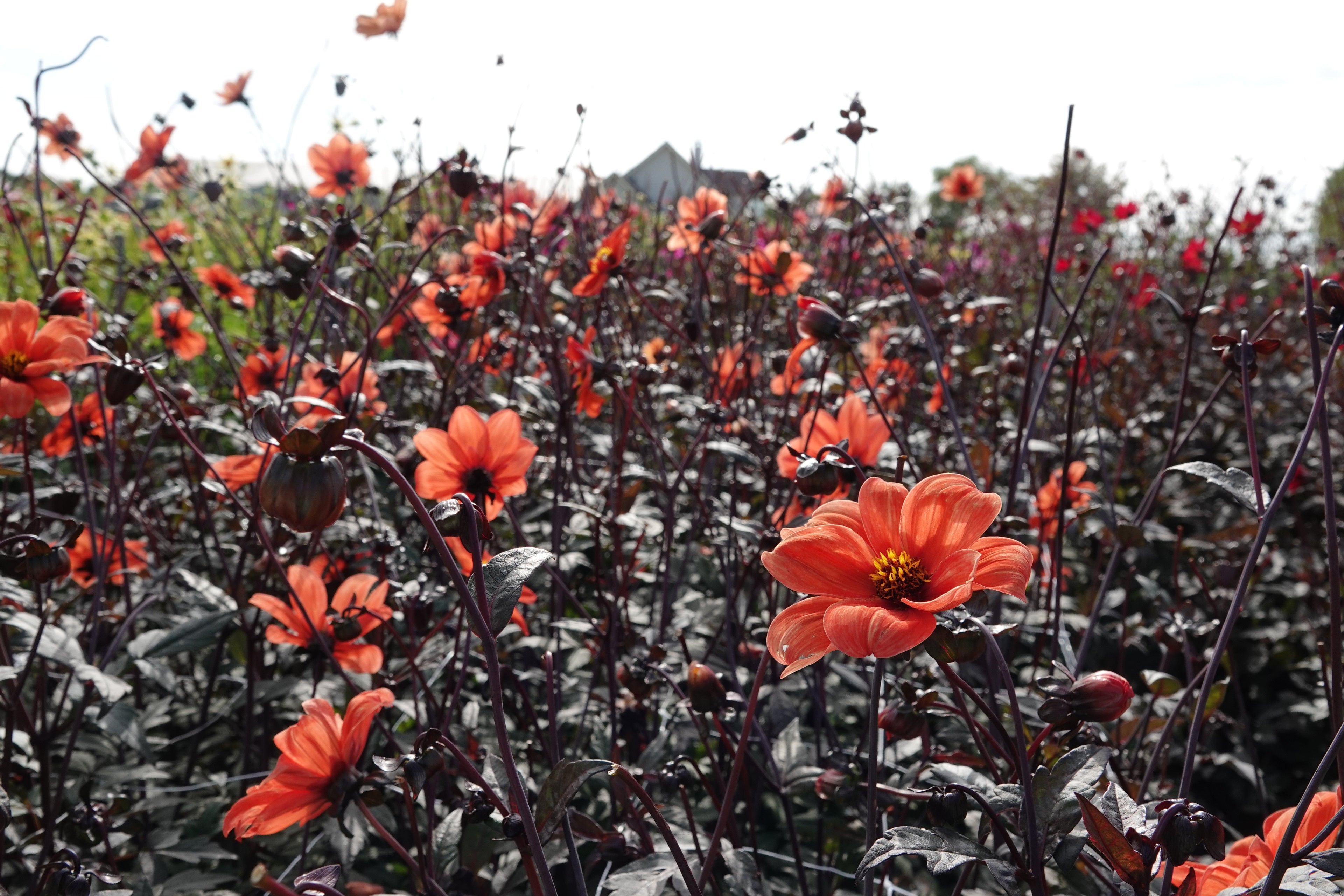 Dahlia Bischop aus Oxford