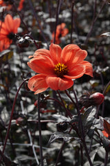 Dahlia Bischop aus Oxford
