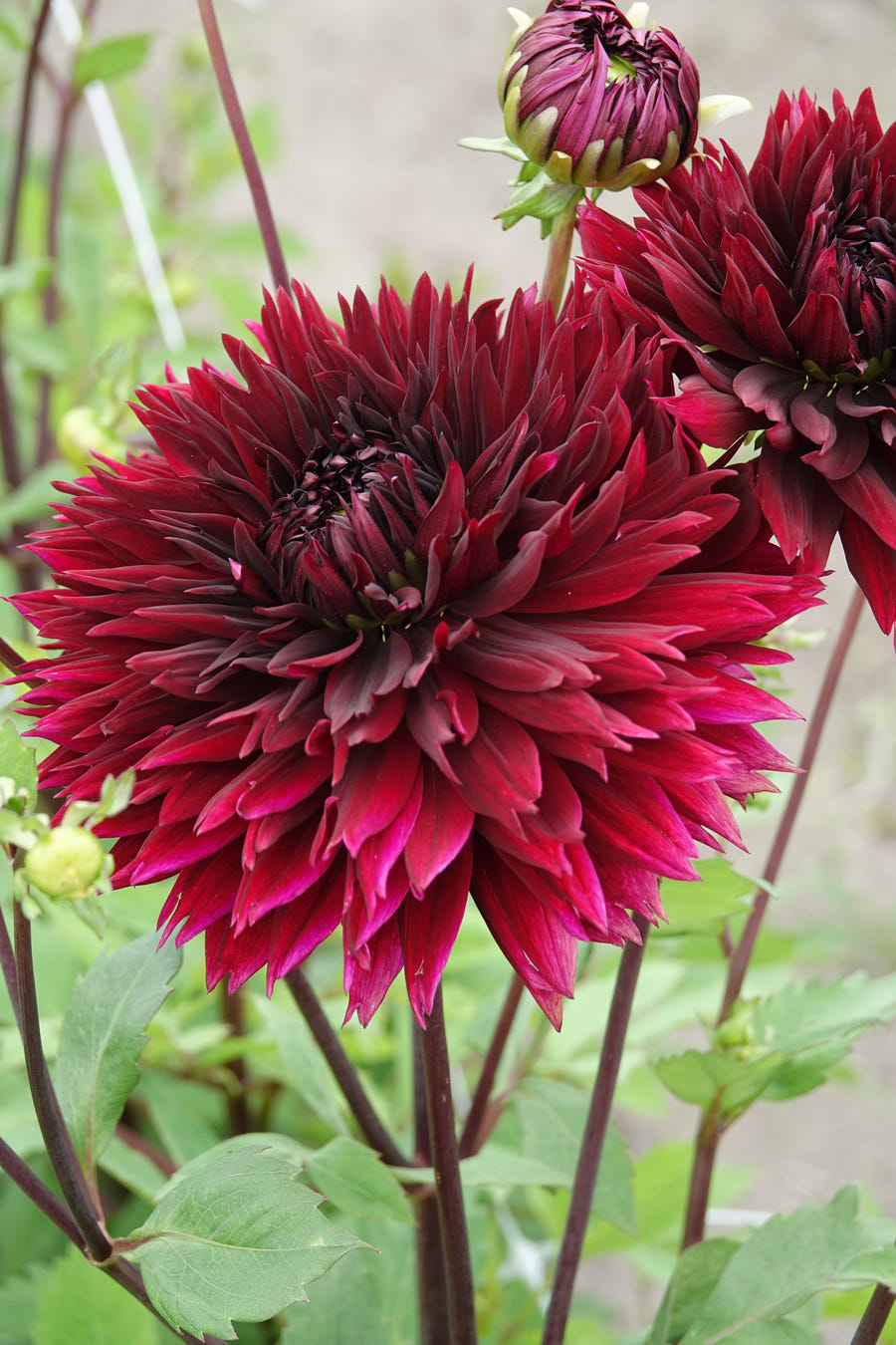 Dahlie Black Touch