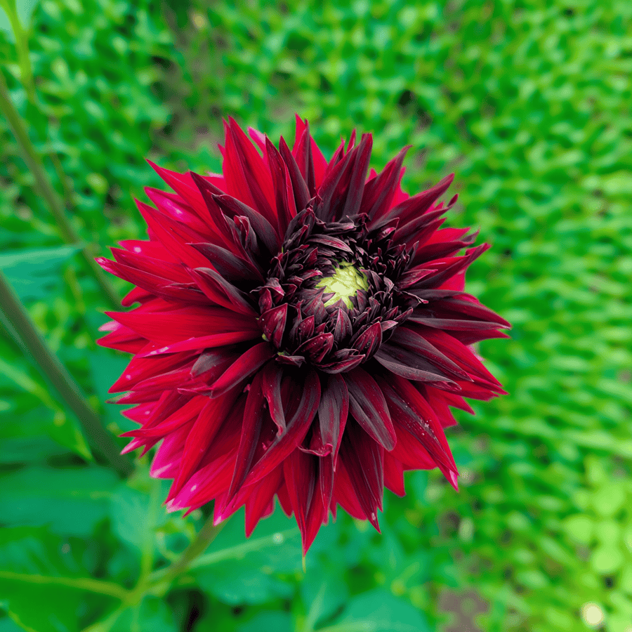 Dahlie Black Touch
