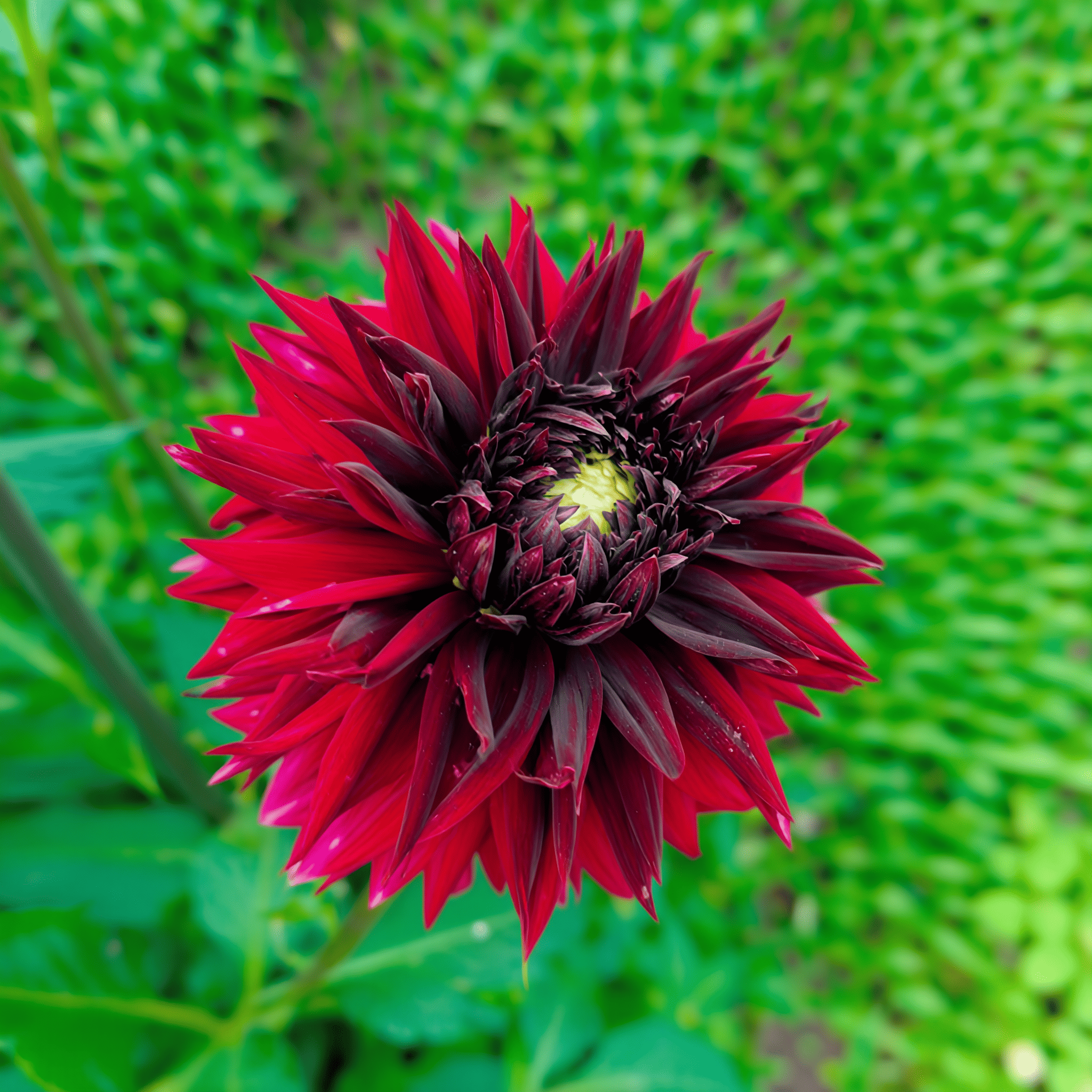 Dahlie Black Touch