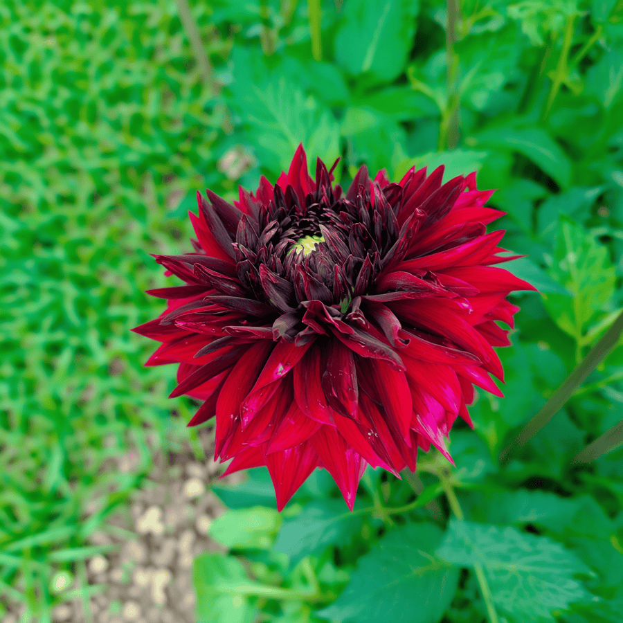 Dahlie Black Touch