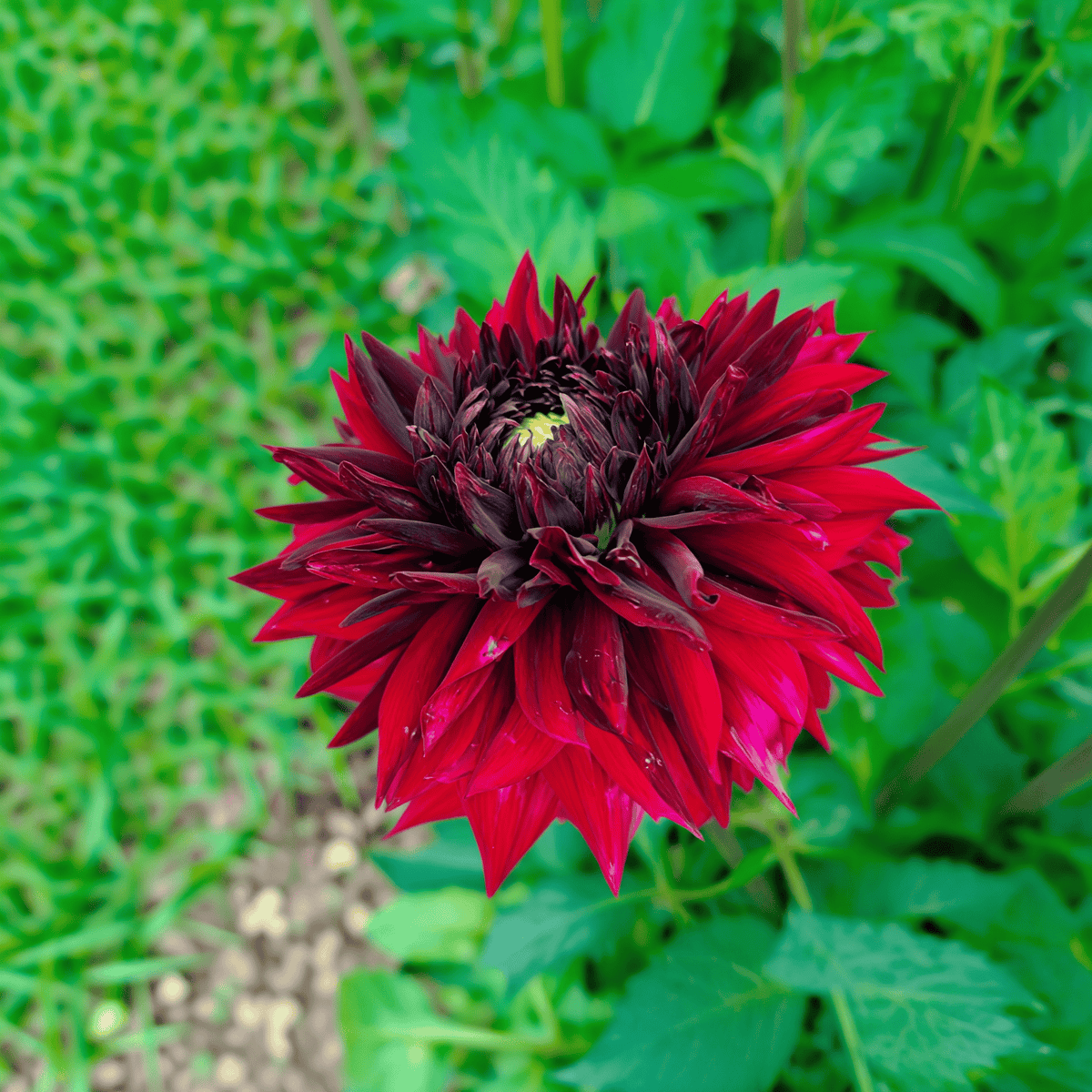 Dahlie Black Touch