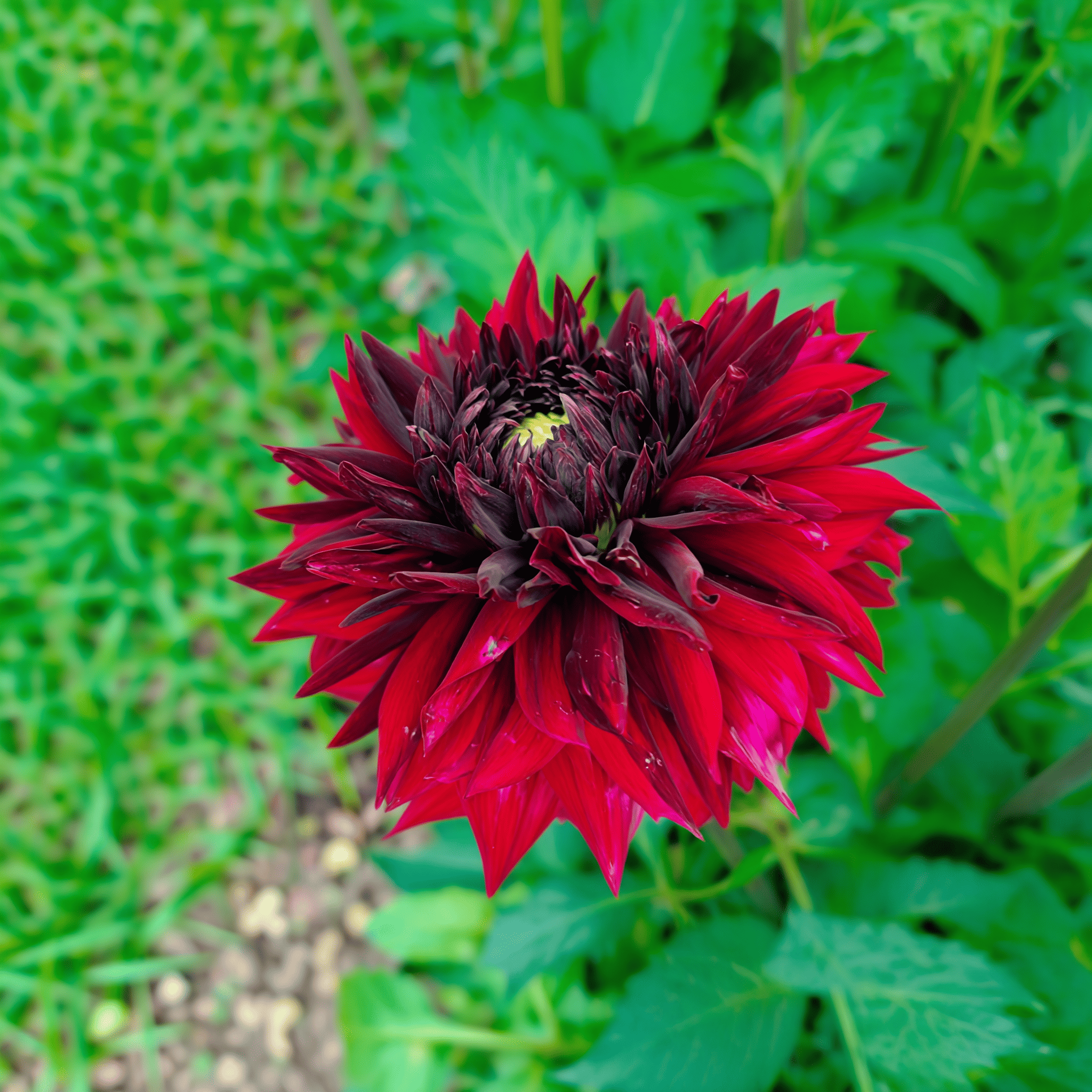 Dahlie Black Touch