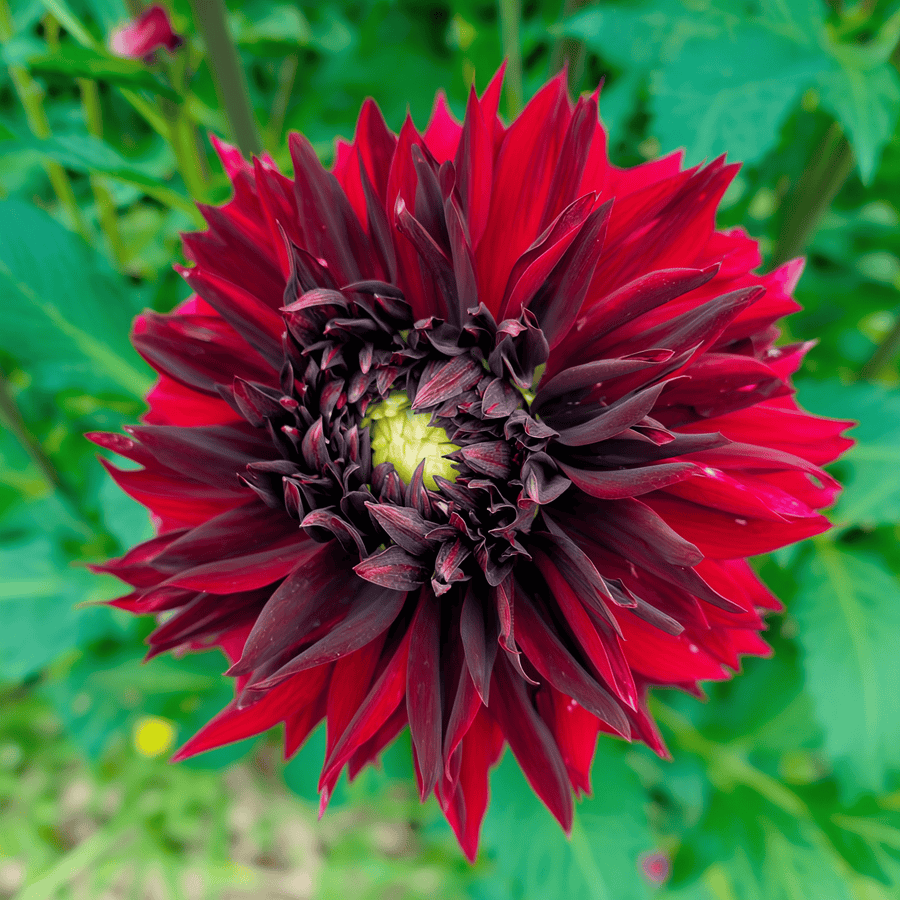 Dahlie Black Touch