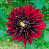 Dahlie Black Touch