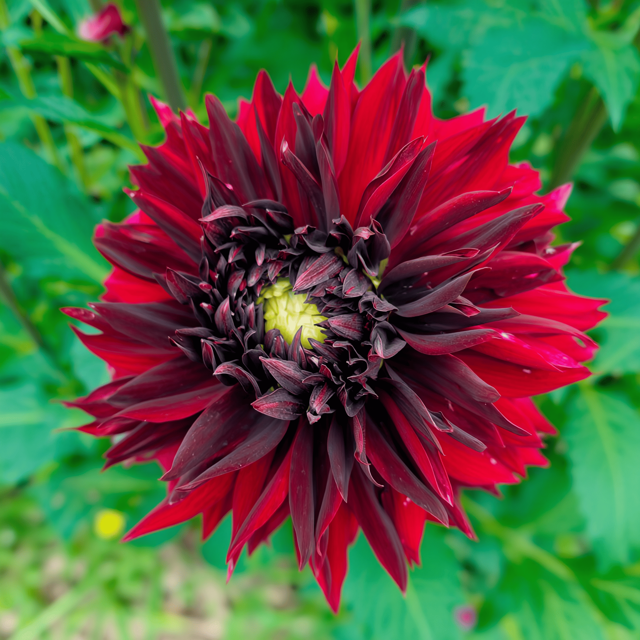 Dahlie Black Touch