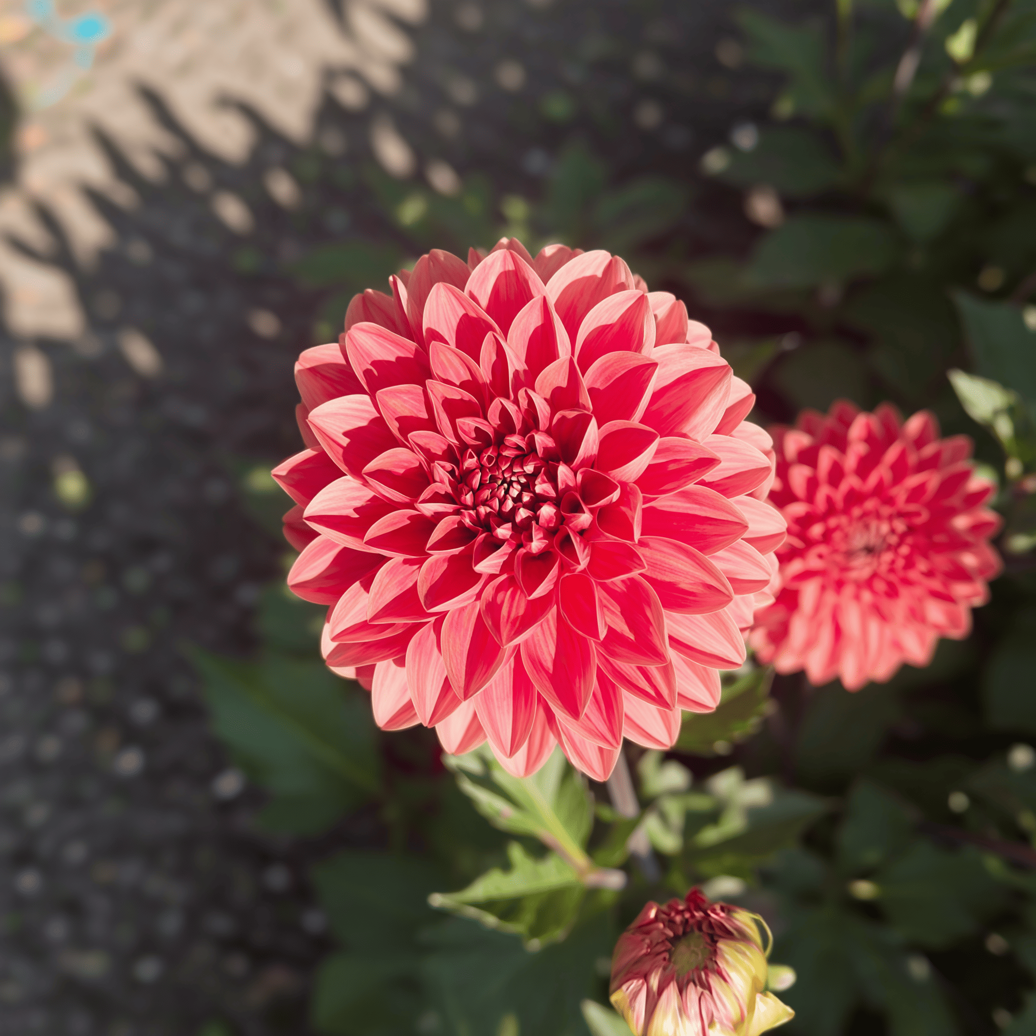 Dahlia Blitzer