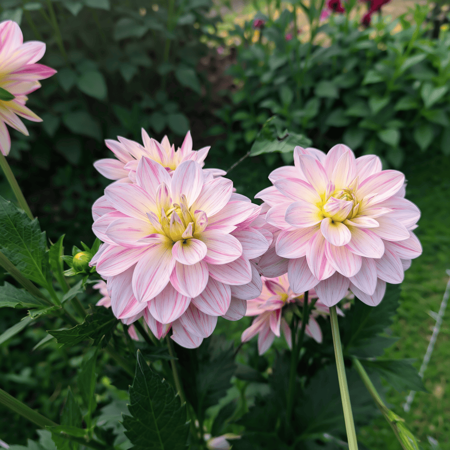 Dahlia Bonesta