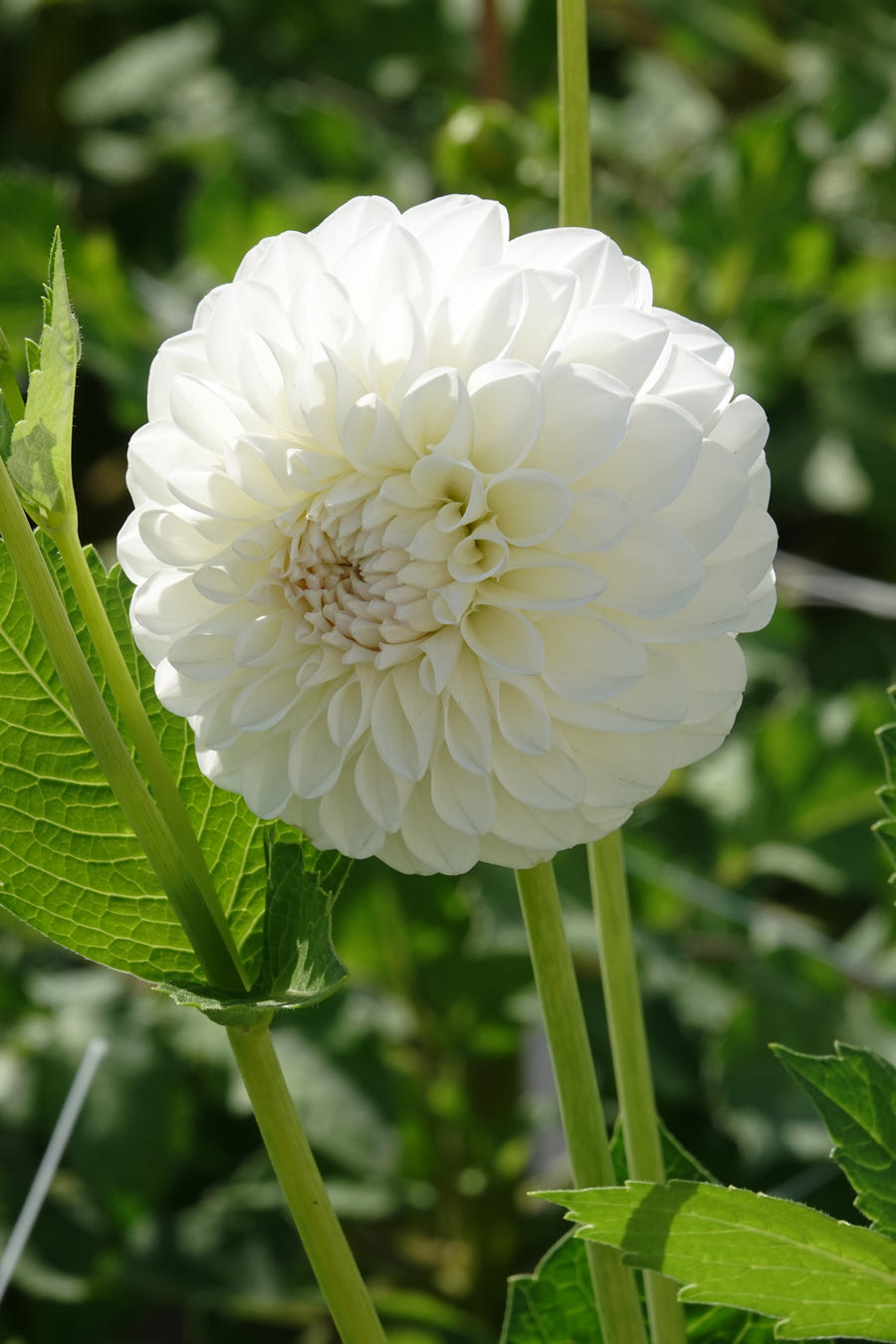 Dahlie Boom Boom White