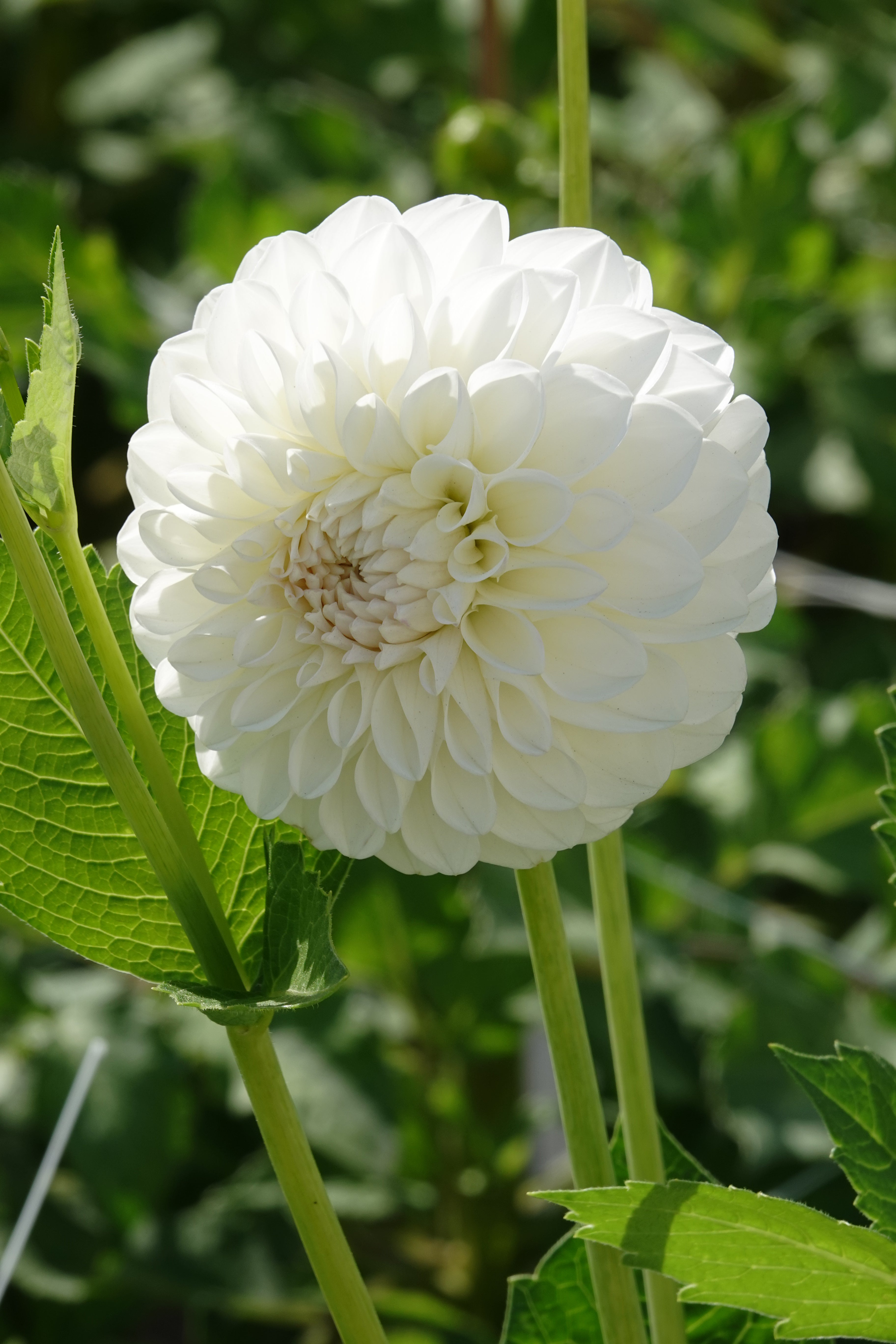Dahlie Boom Boom White