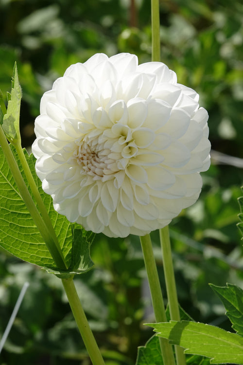 Dahlie Boom Boom White