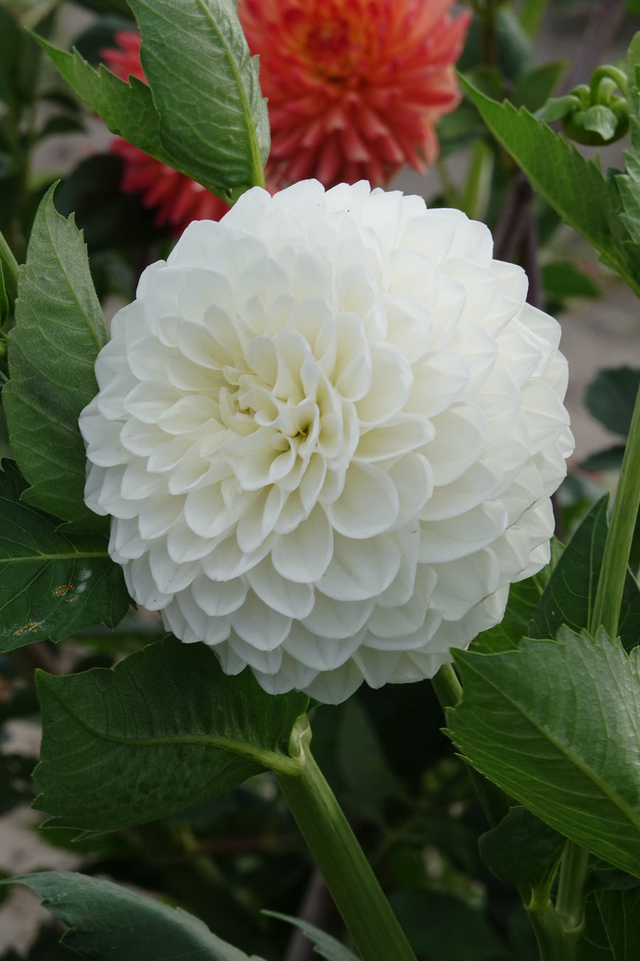 Dahlie Boom Boom White