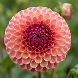 Dahlia Burlesca