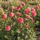 Dahlia Burlesca