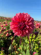 Dahlia Dalmuti Baronin Zalm