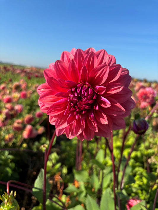Dahlia Dalmuti Baronin Zalm
