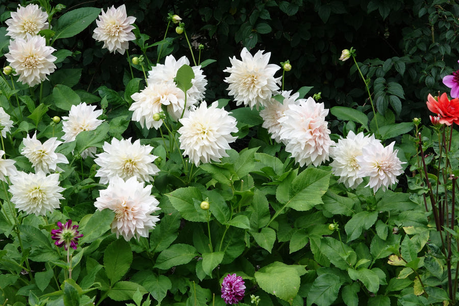 Dahlie Cafe au Lait