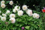 Dahlie Cafe au Lait