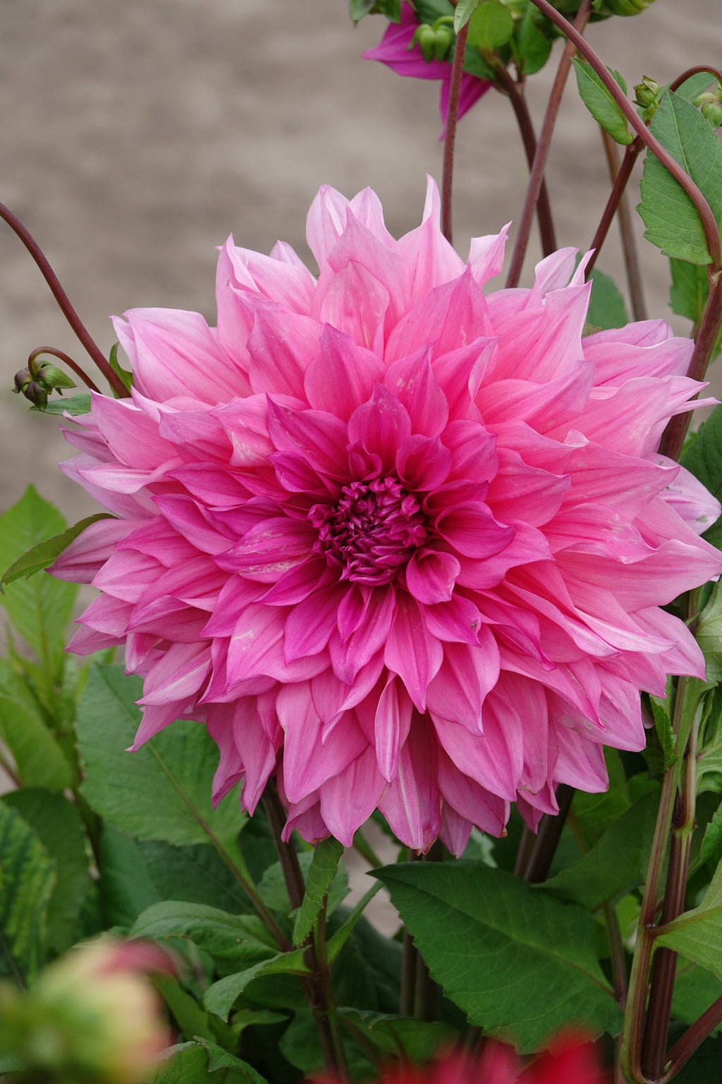 Dahlie Cafe au Lait Rose