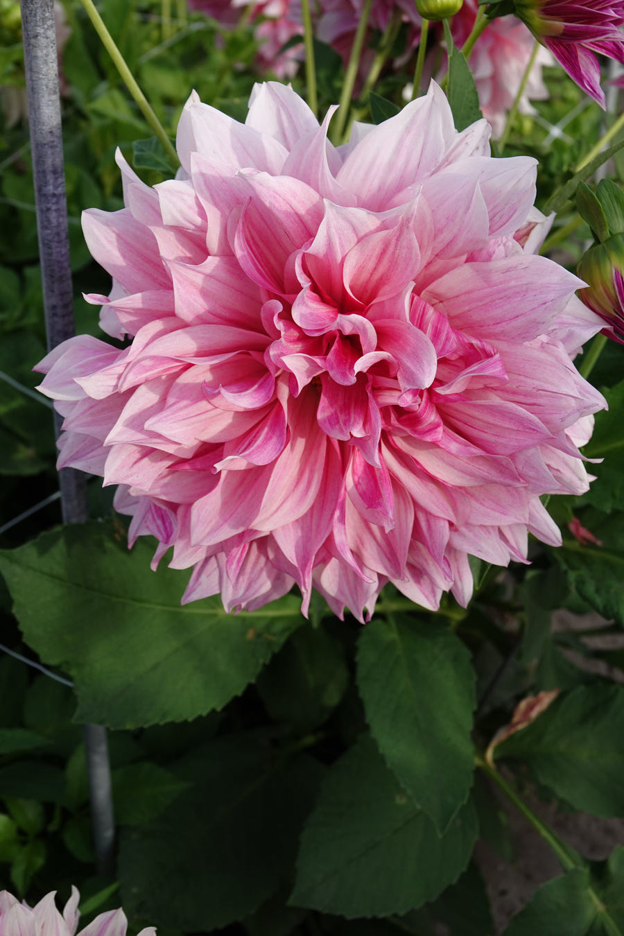 Dahlie Cafe au Lait Rose