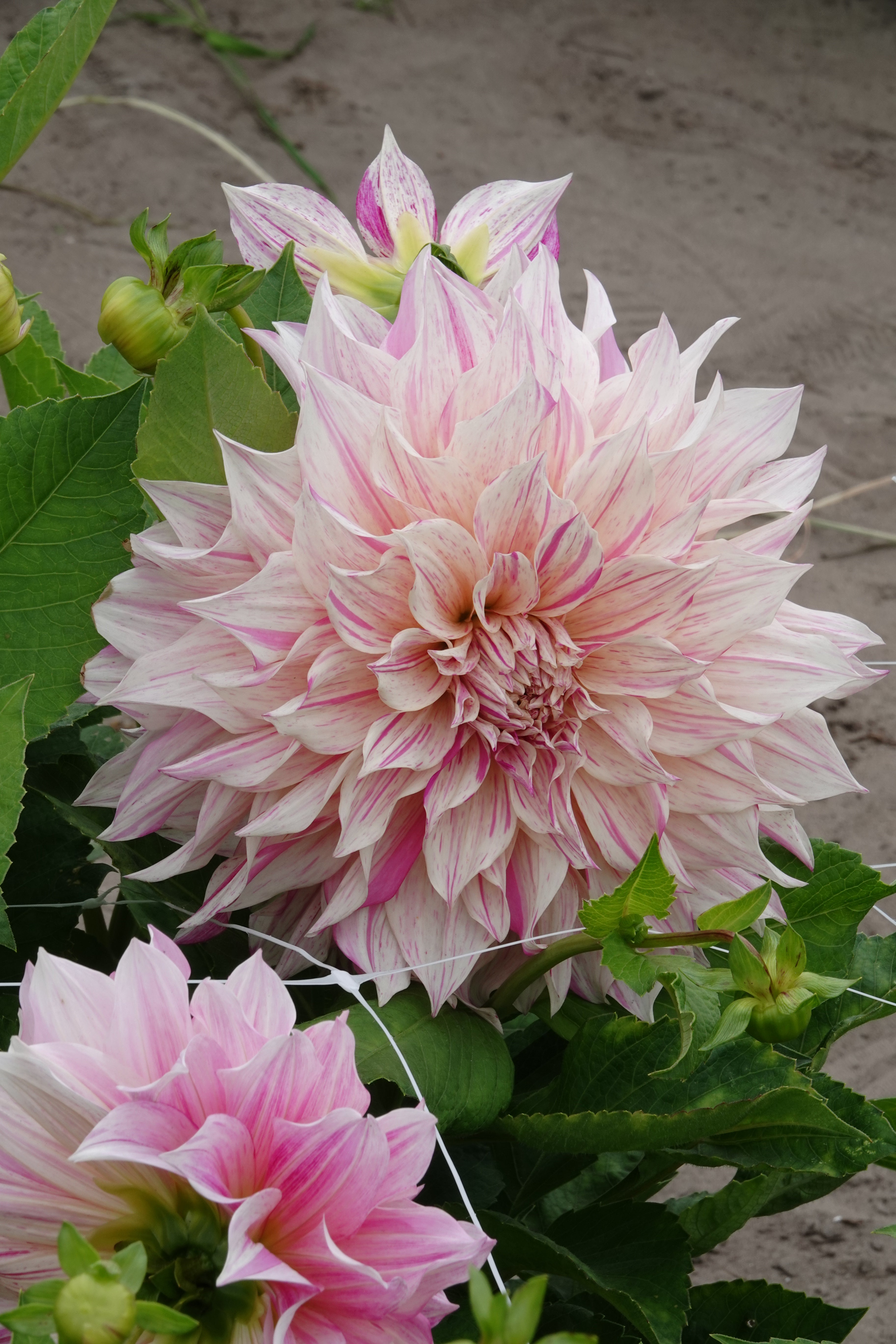 Dahlie Cafe au Lait Twist