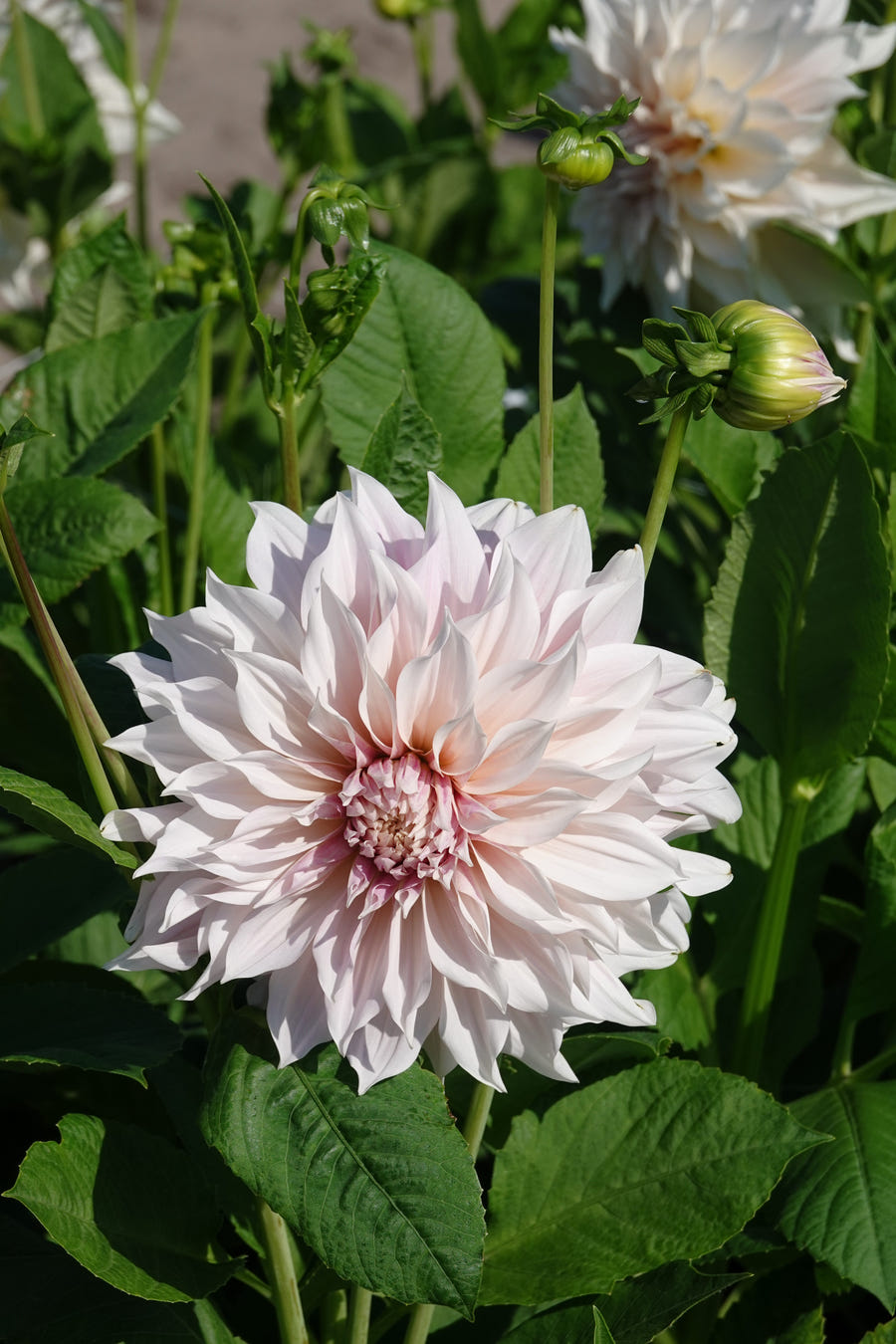 Dahlie Cafe au Lait