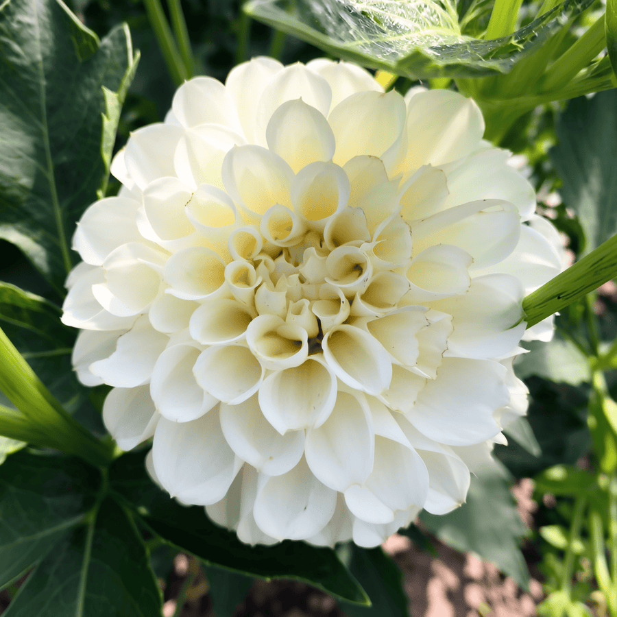 Dahlia Caro