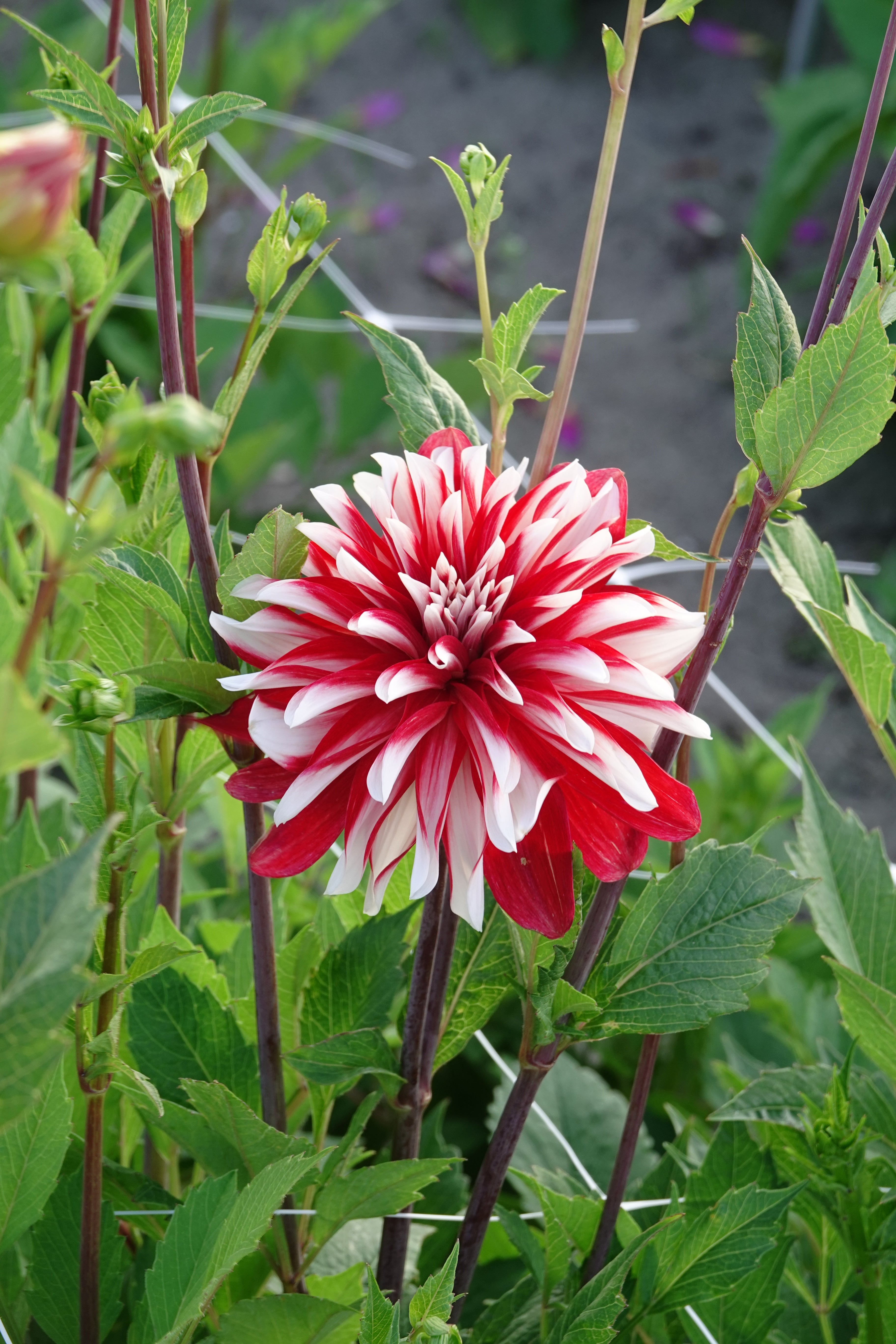 Dahlie in Flammen