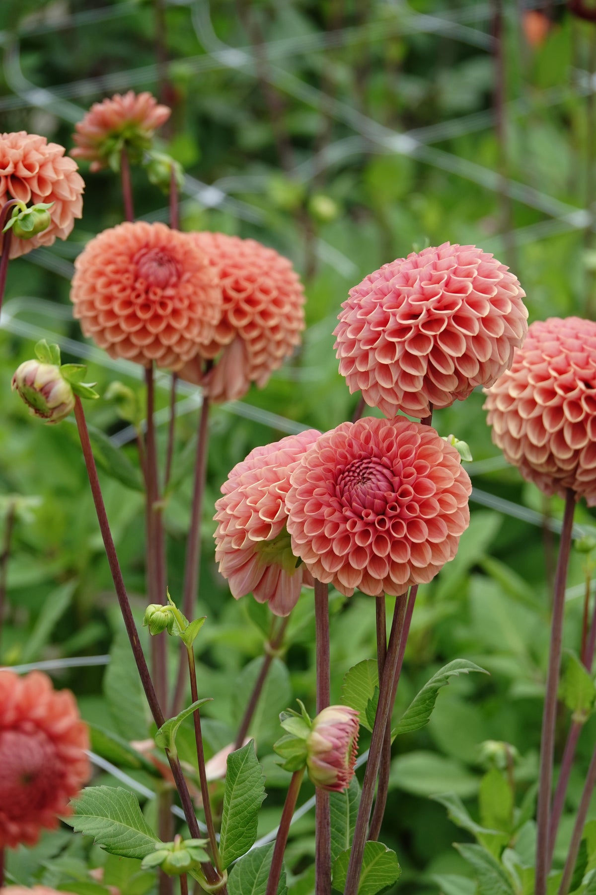 Dahlia Cornel Brons