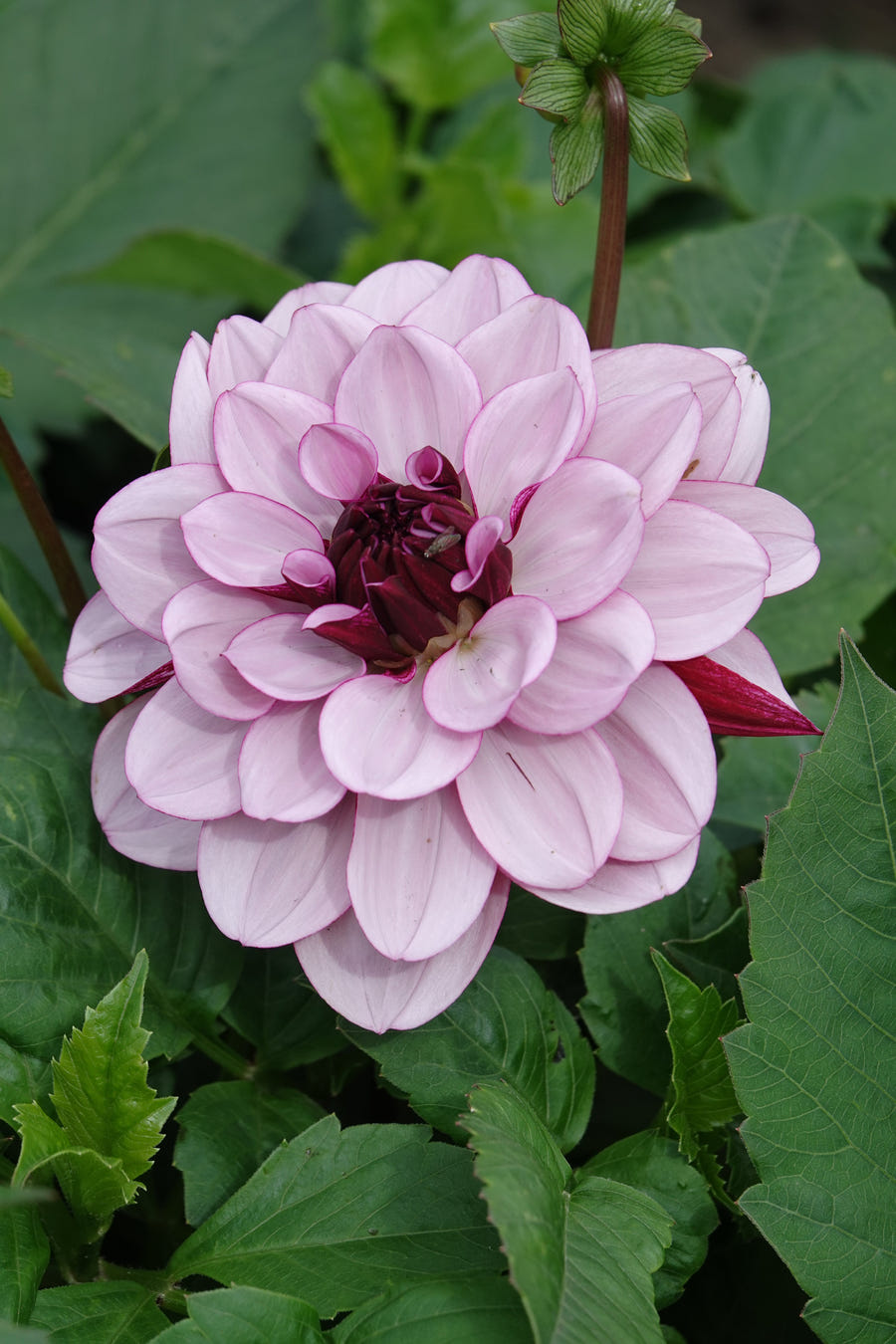Dahlie Crème de Cassis