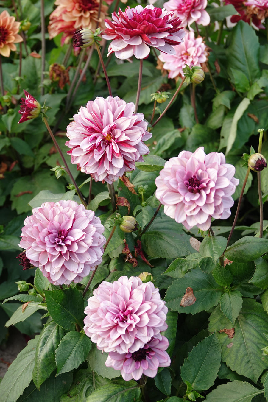 Dahlie Crème de Cassis