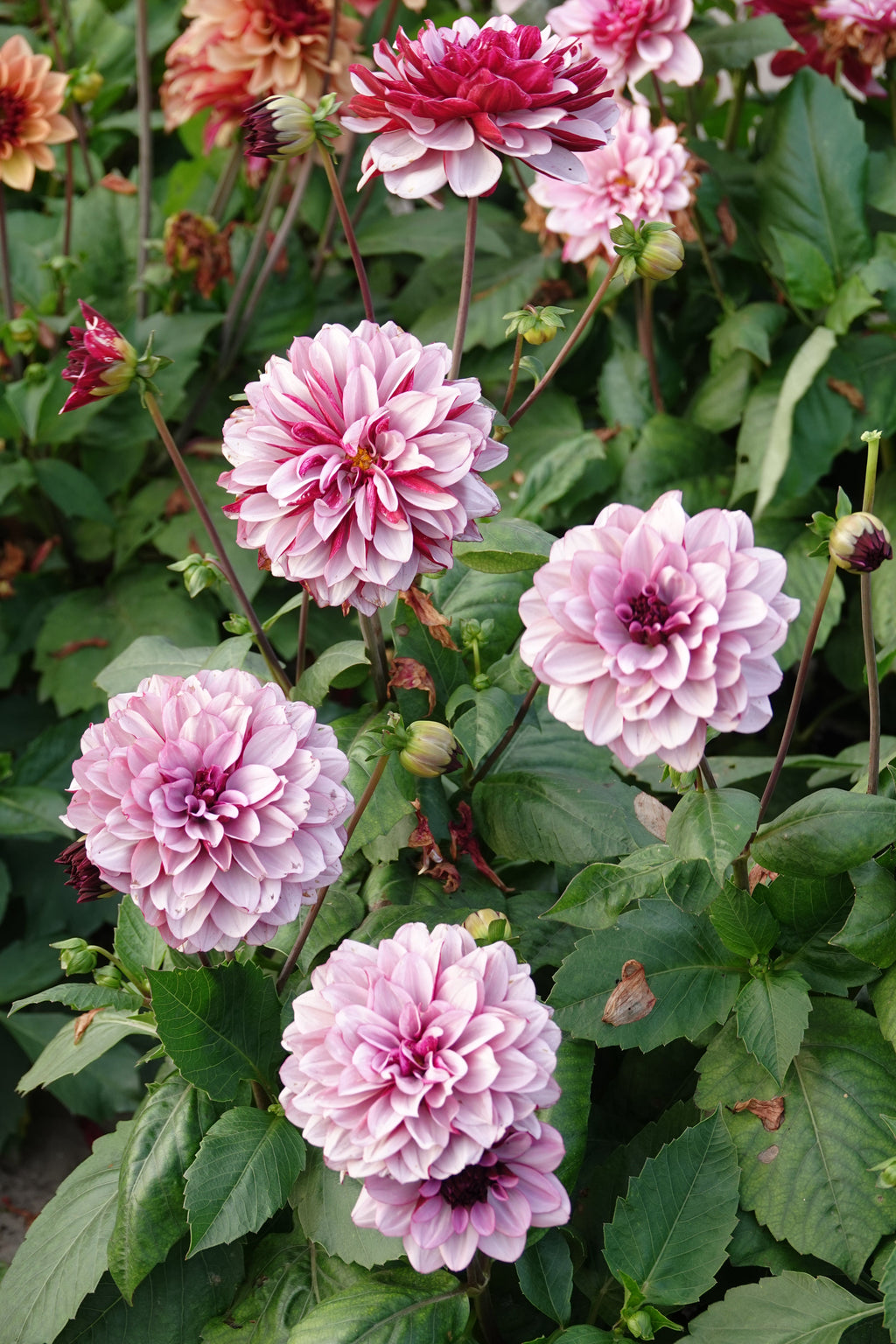 Dahlie Crème de Cassis