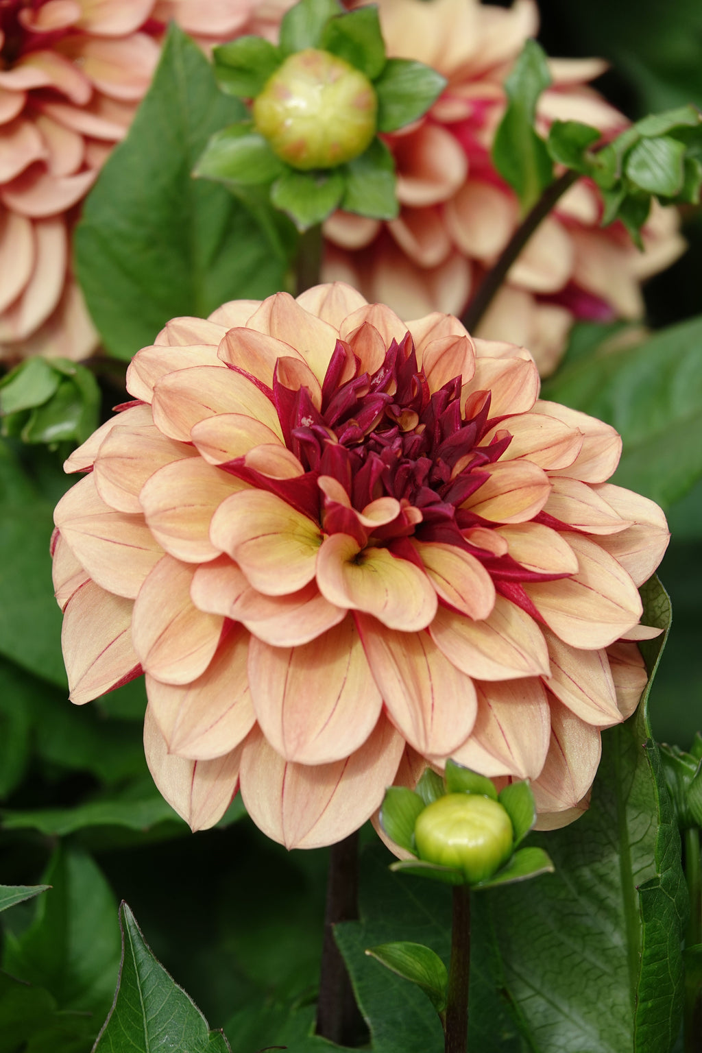 Dahlie Crème de Cognac