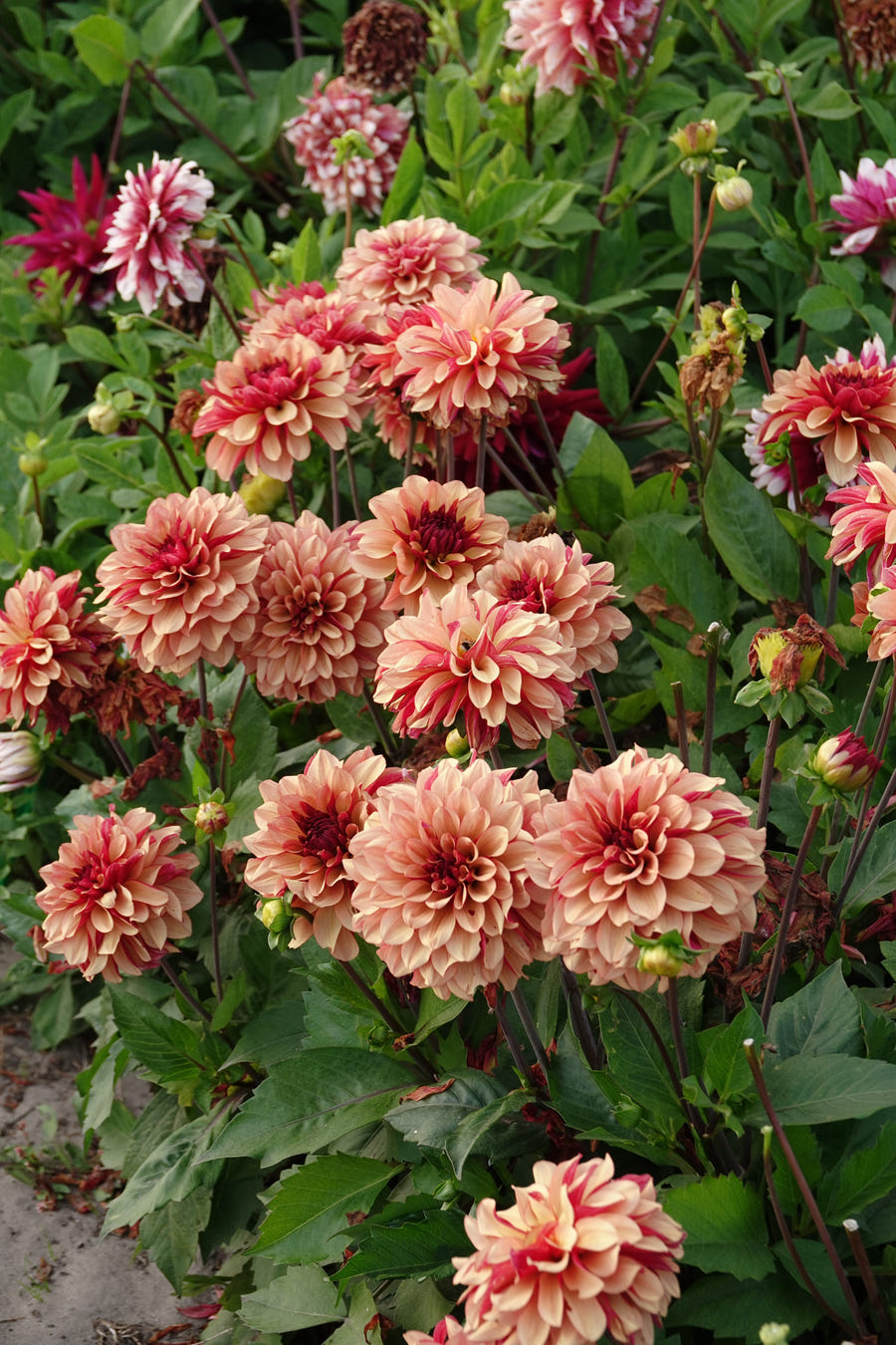 Dahlie Crème de Cognac