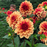 Dahlie Crème de Cognac