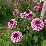 Dahlie Crème de Cassis
