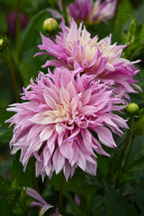 Dahlien-Labyrinth zweifarbig