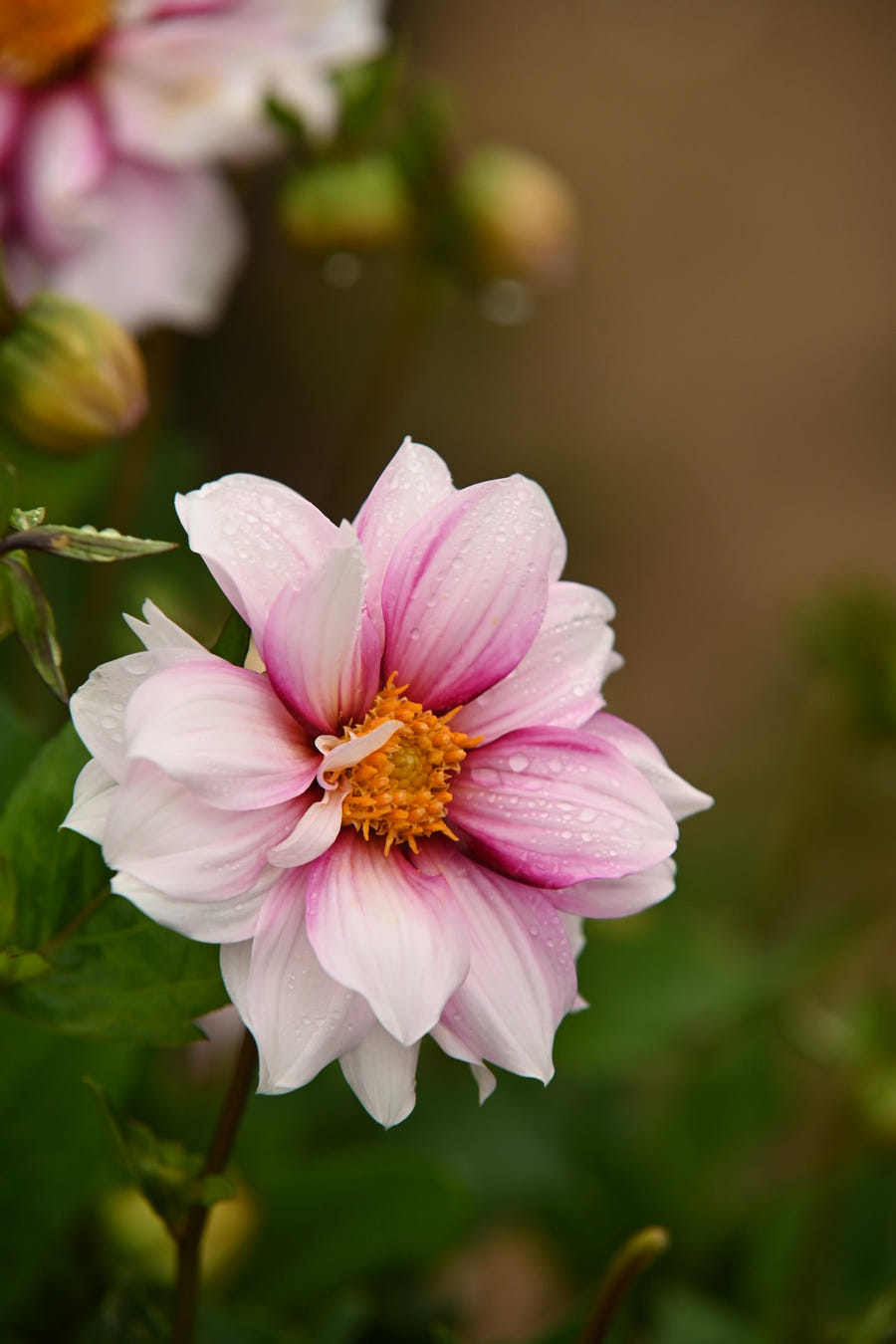 Dahlie Edge of Joy
