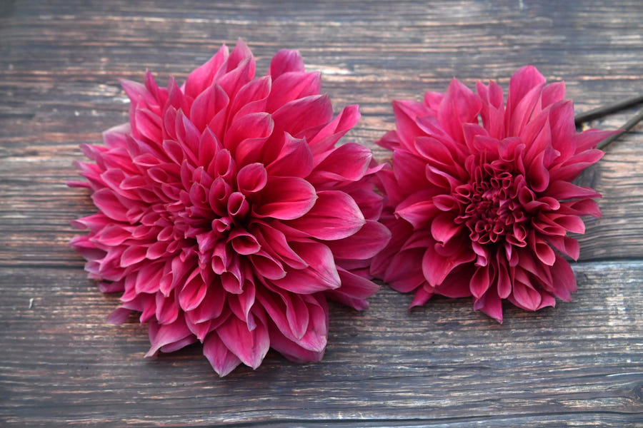 Dahlia Emory Paul