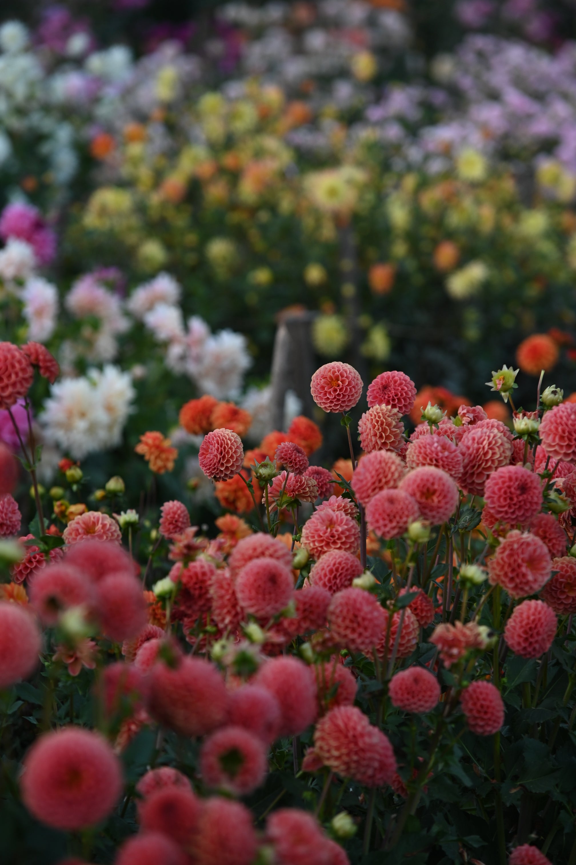 Gestalten Sie Ihren Sommergarten