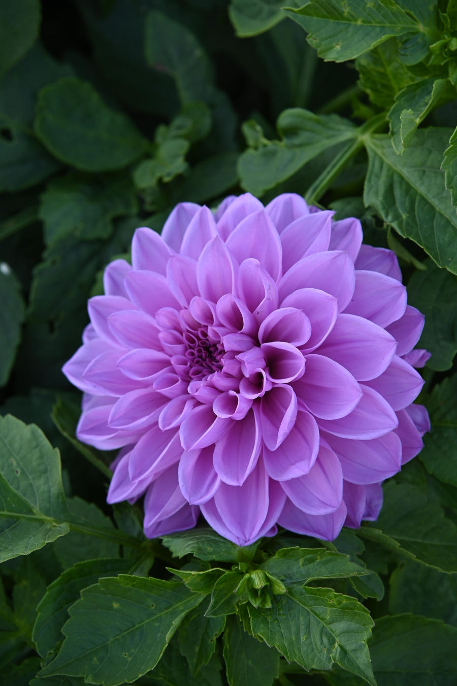 Dahlie Lavender Perfection
