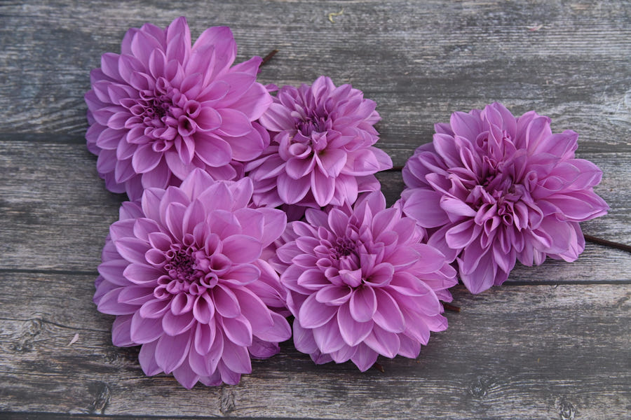 Dahlie Lavender Perfection