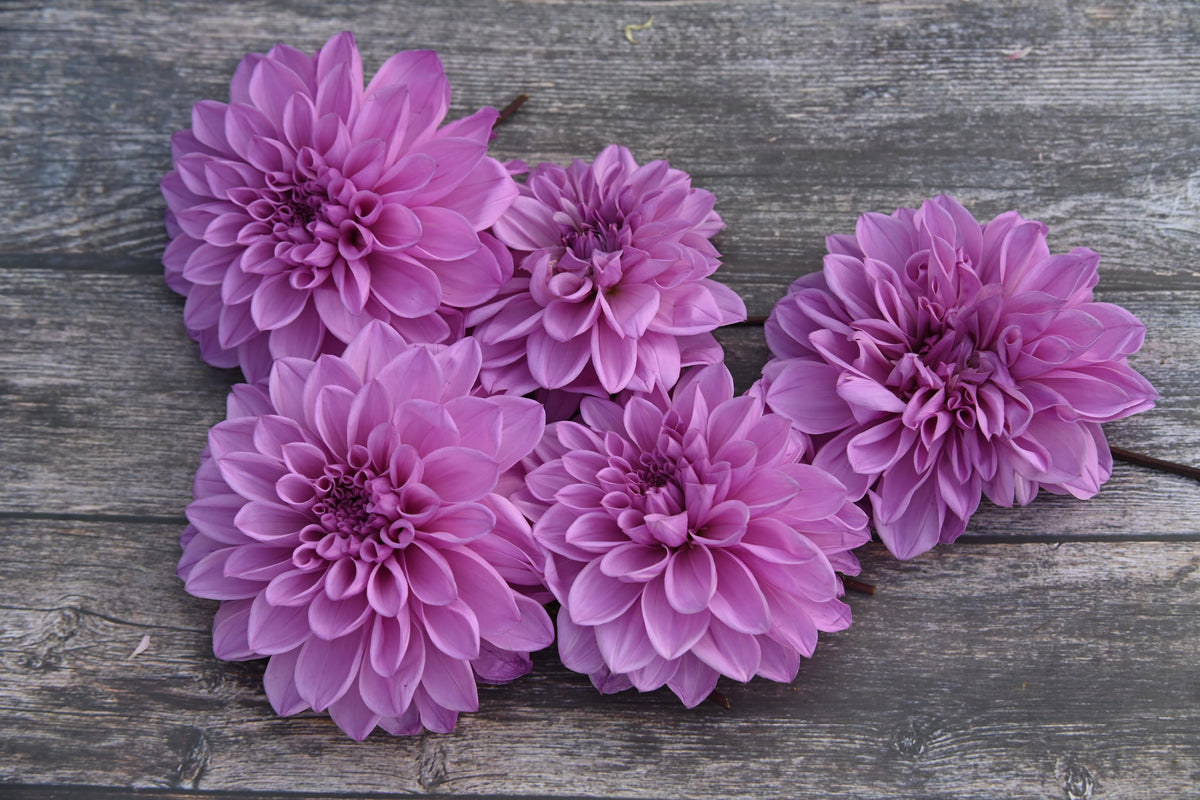 Dahlie Lavender Perfection