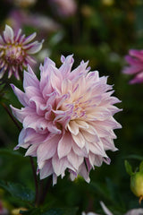 Dahlien-Labyrinth zweifarbig